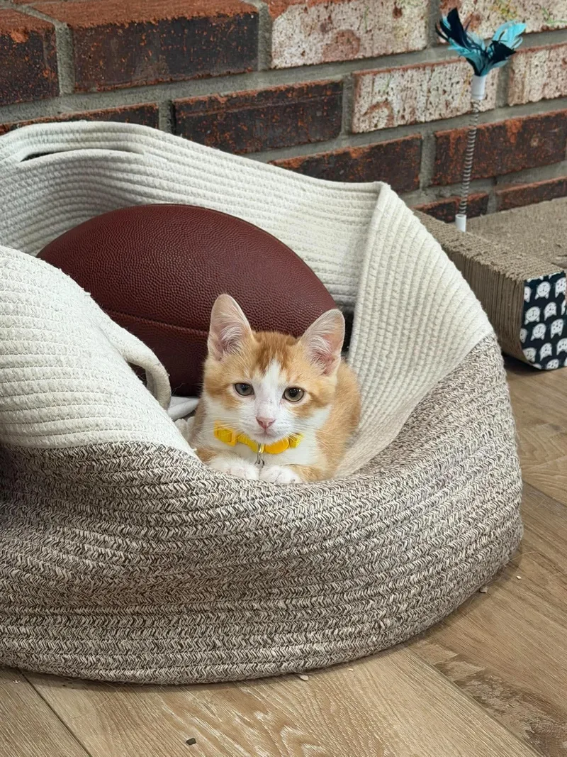 Pumpkin thumbnail 2