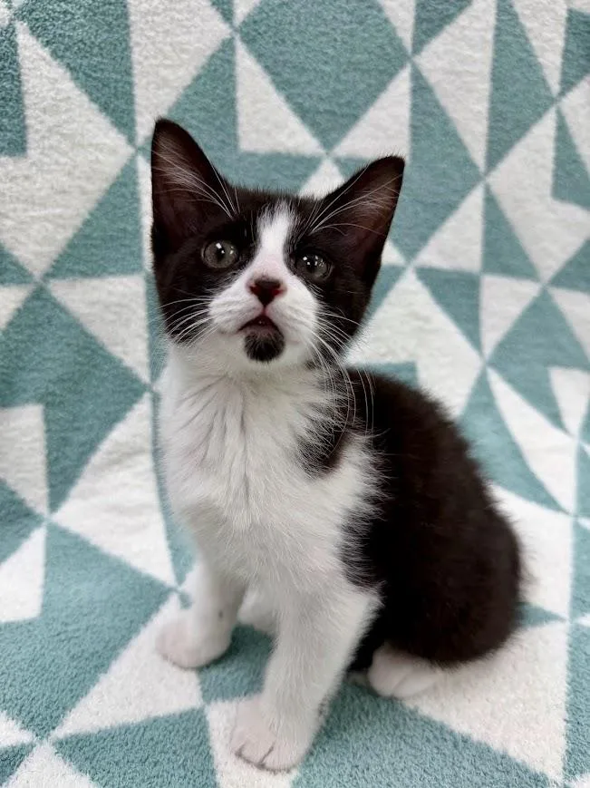 A baby medium-sized male Domestic Short Hair cat named Skiff for adoption in Columbus, OH