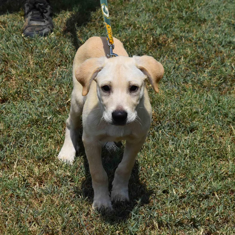A baby medium-sized male Yellow / Tan / Blond / Fawn Mixed Breed dog named Turner for adoption in Searcy, AR