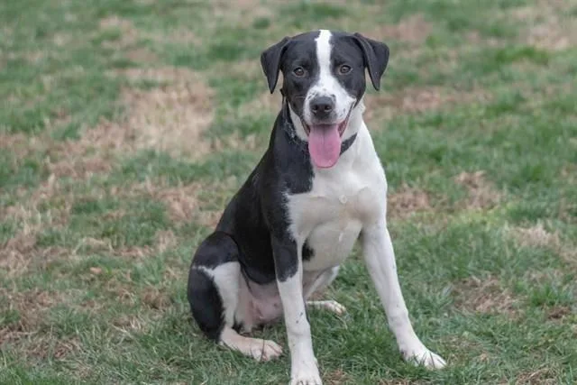 A young medium-sized female Labrador Retriever dog named Michele for adoption in York, SC