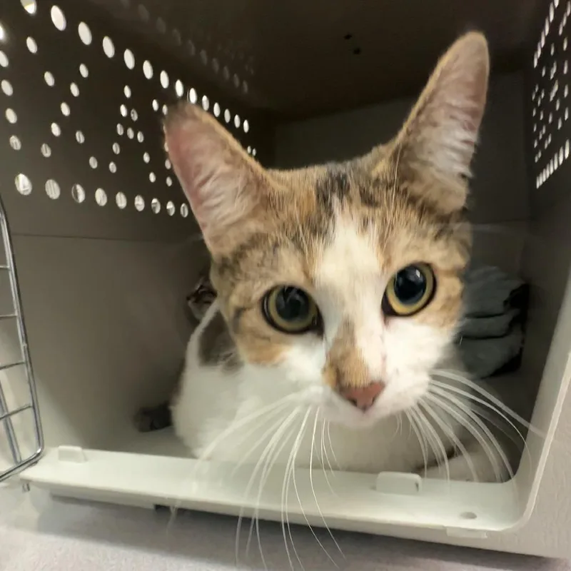 An adult medium-sized female Domestic Short Hair cat named Chimera for adoption in Manhattan, KS