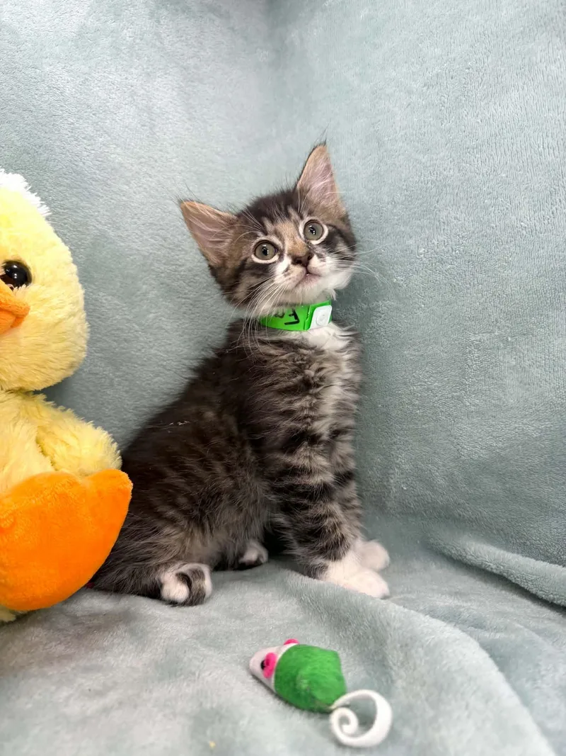 A baby medium-sized male Domestic Medium Hair cat named Francois for adoption in Tavares, FL