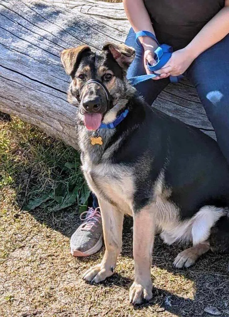 A young large-sized male Black German Shepherd Dog dog named Bear for adoption in Pleasant Grove, CA
