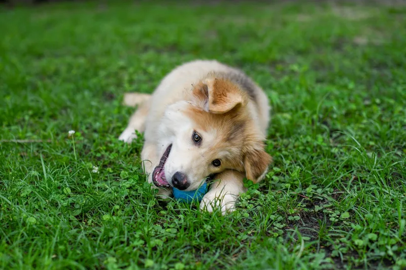 A baby medium-sized male Yellow / Tan / Blond / Fawn Collie dog named Craig for adoption in BONIFAY, FL