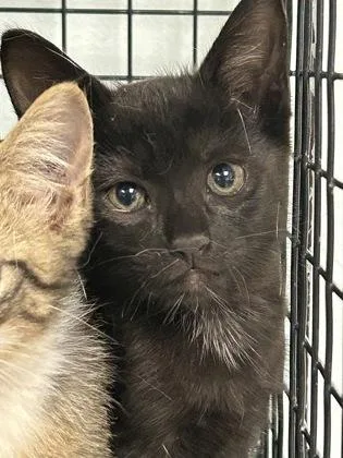 A baby small-sized male Domestic Short Hair cat named Woozy for adoption in Largo, FL