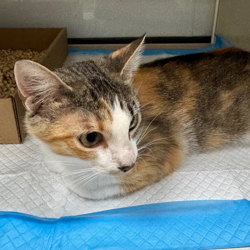 A young small-sized female Calico Domestic Short Hair cat named Bridget for adoption in Sunnyvale, CA