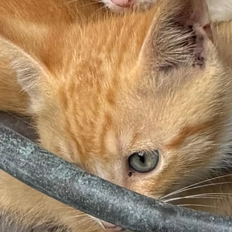 A baby small-sized male Orange / Red Domestic Short Hair cat named Taco for adoption in West Palm Beach, FL