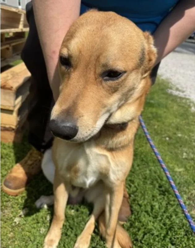 An adult medium-sized male Golden Mixed Breed dog named Artemis for adoption in Terre Haute, IN