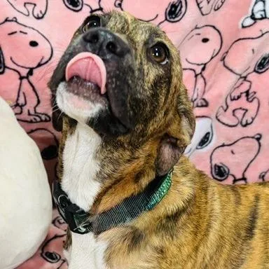 A young medium-sized female Brindle Mixed Breed dog named Cinder for adoption in Williston, FL