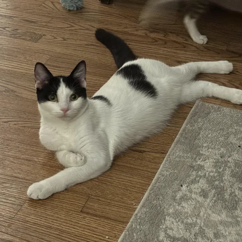 A young medium-sized male Black & White / Tuxedo Domestic Short Hair cat named Graham for adoption in Cleveland, OH