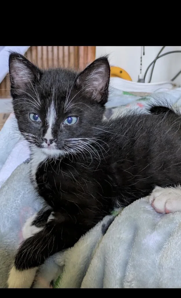 A baby small-sized male Domestic Short Hair cat named James for adoption in Mustang, OK