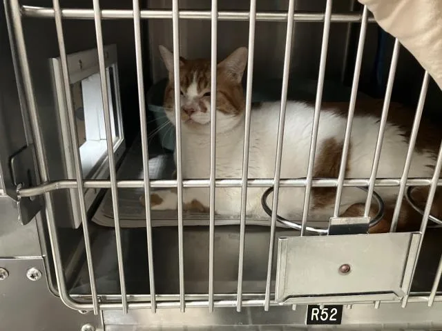 An adult small-sized male Domestic Short Hair cat named Squints for adoption in Santa Barbara, CA