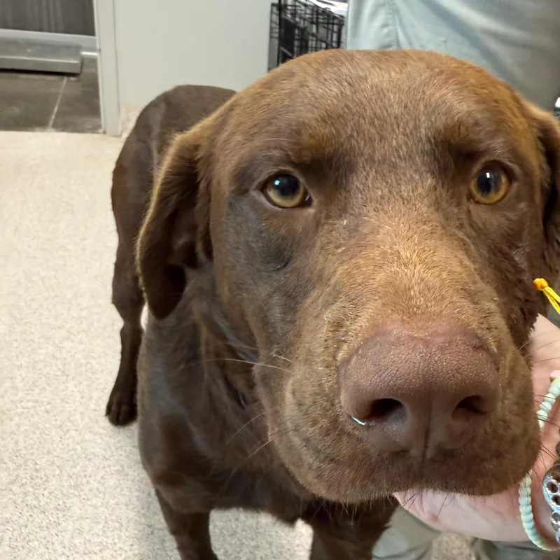 An adult medium-sized male Brown / Chocolate Chocolate Labrador Retriever dog named Brownie for adoption in Horn Lake, MS