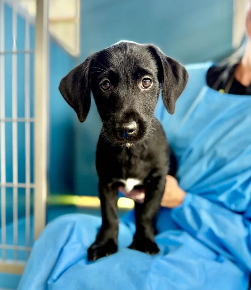 A baby small-sized male Mixed Breed dog named Glade for adoption in Ellijay, GA