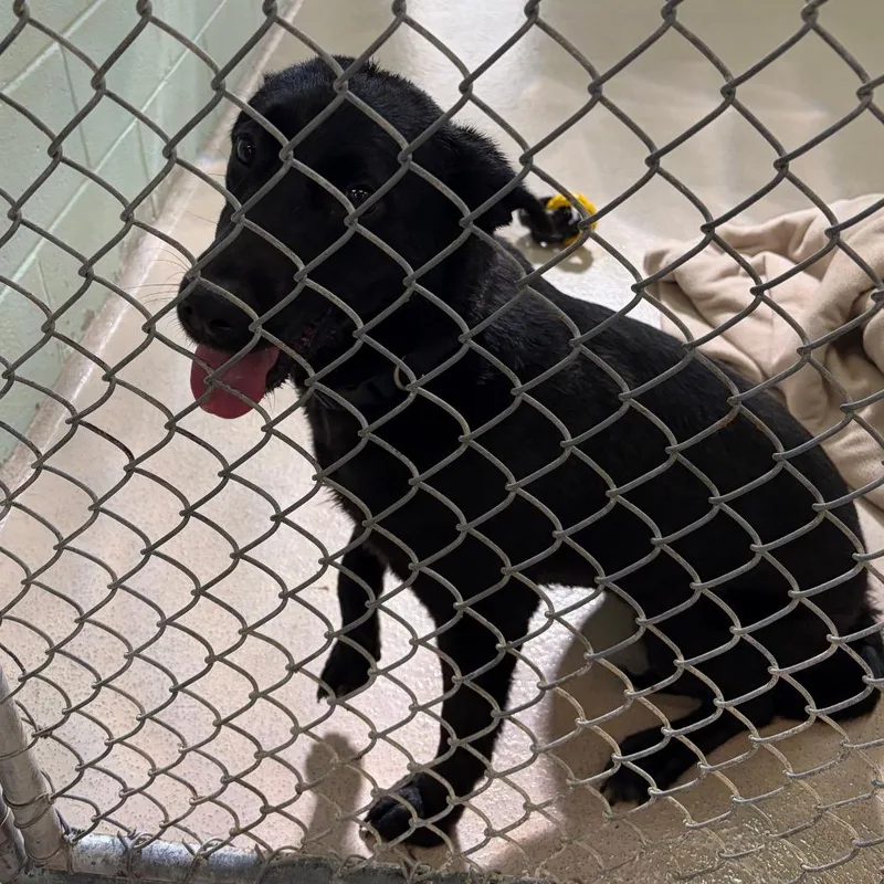 A young medium-sized female Black Labrador Retriever dog named Sabrina for adoption in Newark, NJ