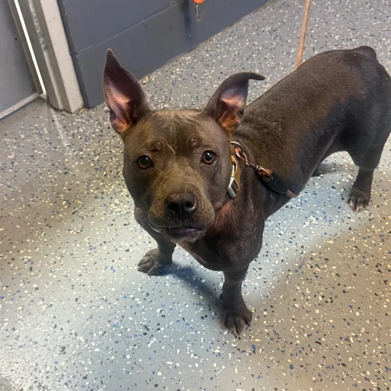 An adult medium-sized female Gray / Blue / Silver Pit Bull Terrier dog named TUSCStray for adoption in Tuscaloosa, AL