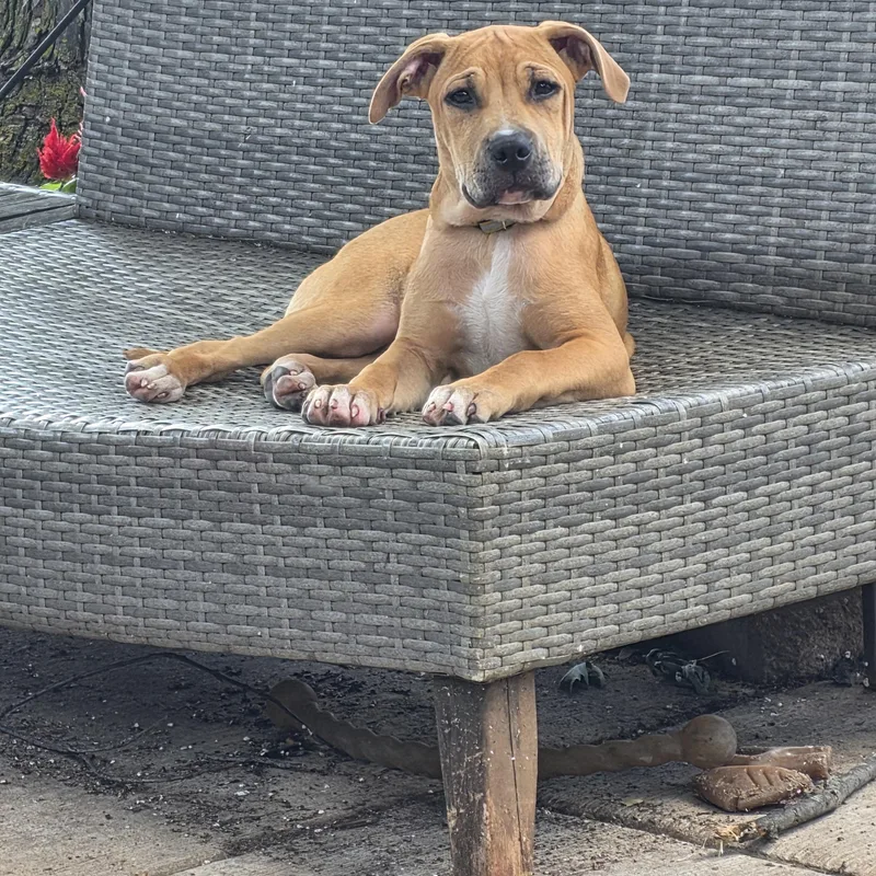 A baby medium-sized male Golden Pit Bull Terrier dog named Pancakes for adoption in Niles, IL