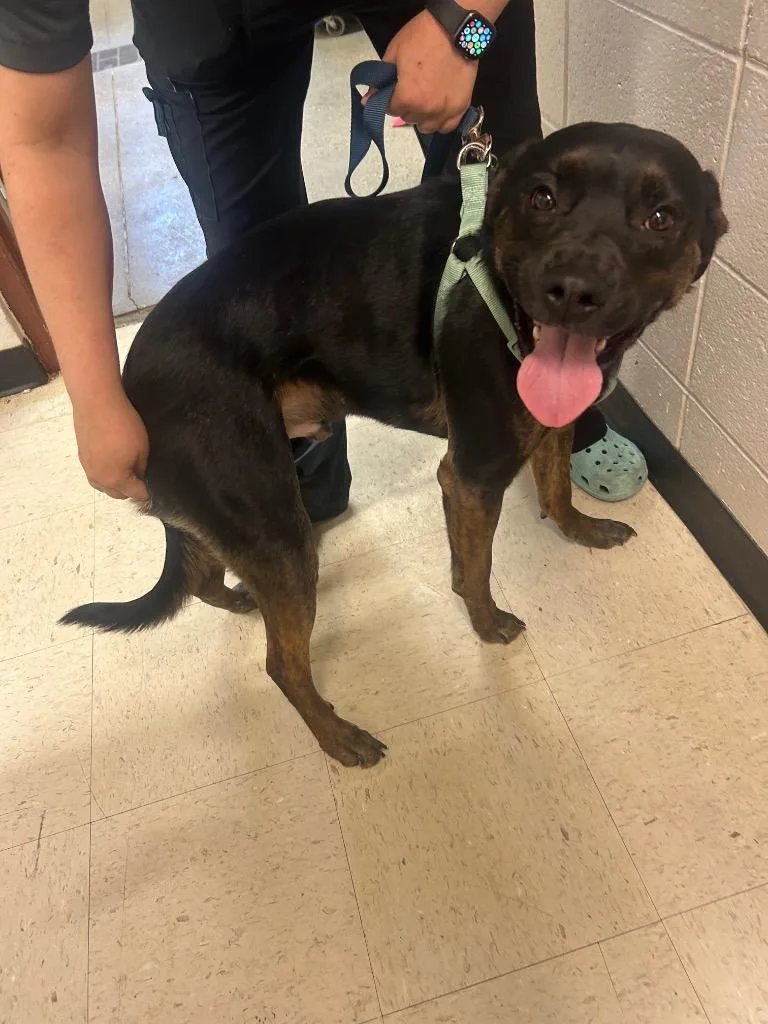 A young medium-sized male Mixed Breed dog named Sargent Pepper for adoption in Rock Springs, WY