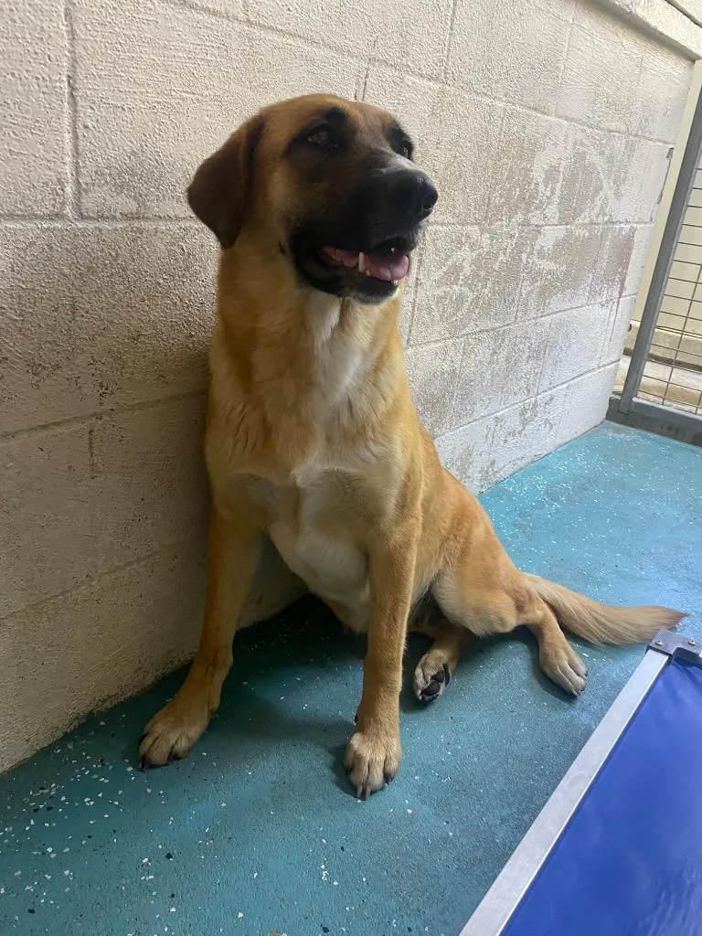 A young large-sized female Shepherd dog named Priscilla for adoption in Seven Points, TX