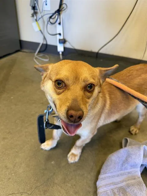 A young small-sized male Chihuahua dog named Gilbert for adoption in Ontario, CA