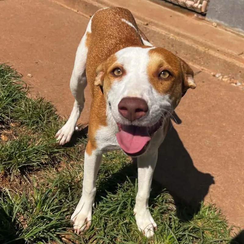 A young medium-sized female Brown / Chocolate Mixed Breed dog named Daisy for adoption in Harrisville, WV