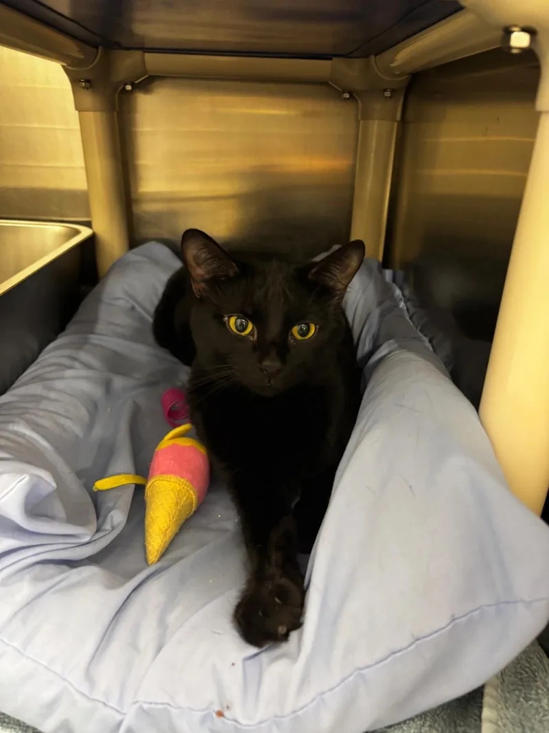 A young medium-sized male Black Domestic Short Hair cat named Frick for adoption in Maple Shade, NJ