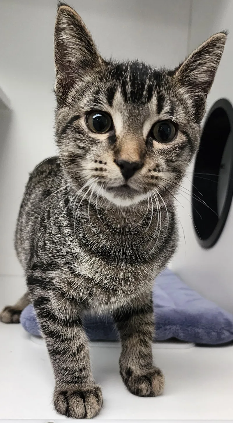 A baby medium-sized male Tabby (Gray / Blue / Silver) Domestic Short Hair cat named Stitch for adoption in Beulah, MI