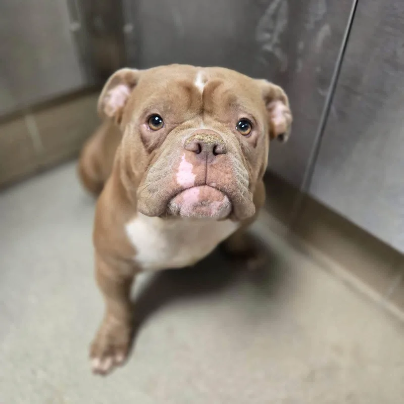 An adult medium-sized female American Bully dog named Maude for adoption in Watertown, WI