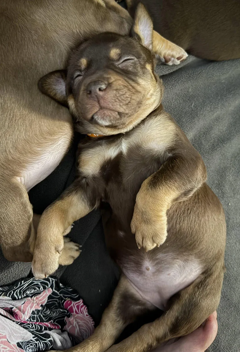 A baby medium-sized female Staffordshire Bull Terrier dog named Angilee Belles & Beau for adoption in Holly Springs, NC