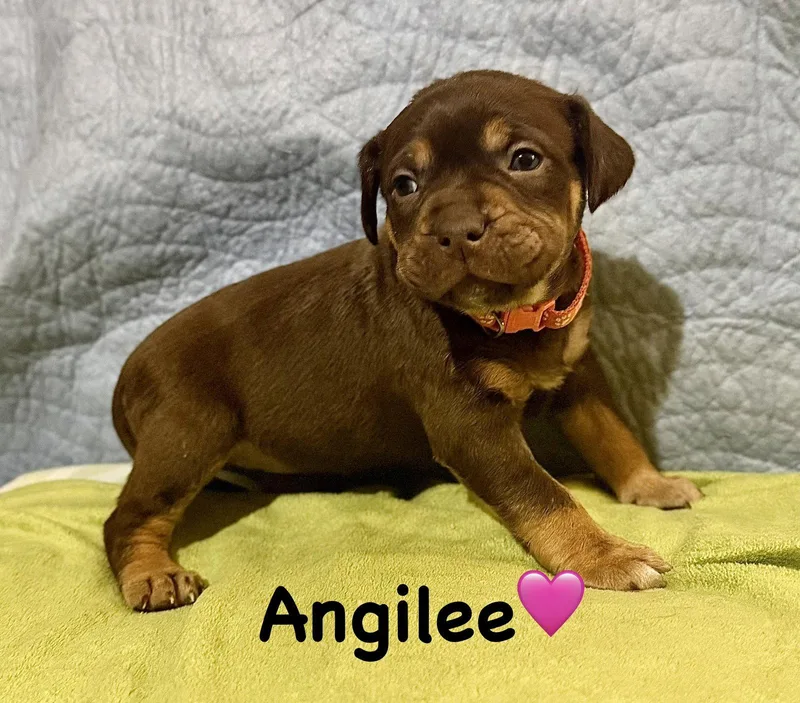 Angilee Belles & Beau thumbnail 2