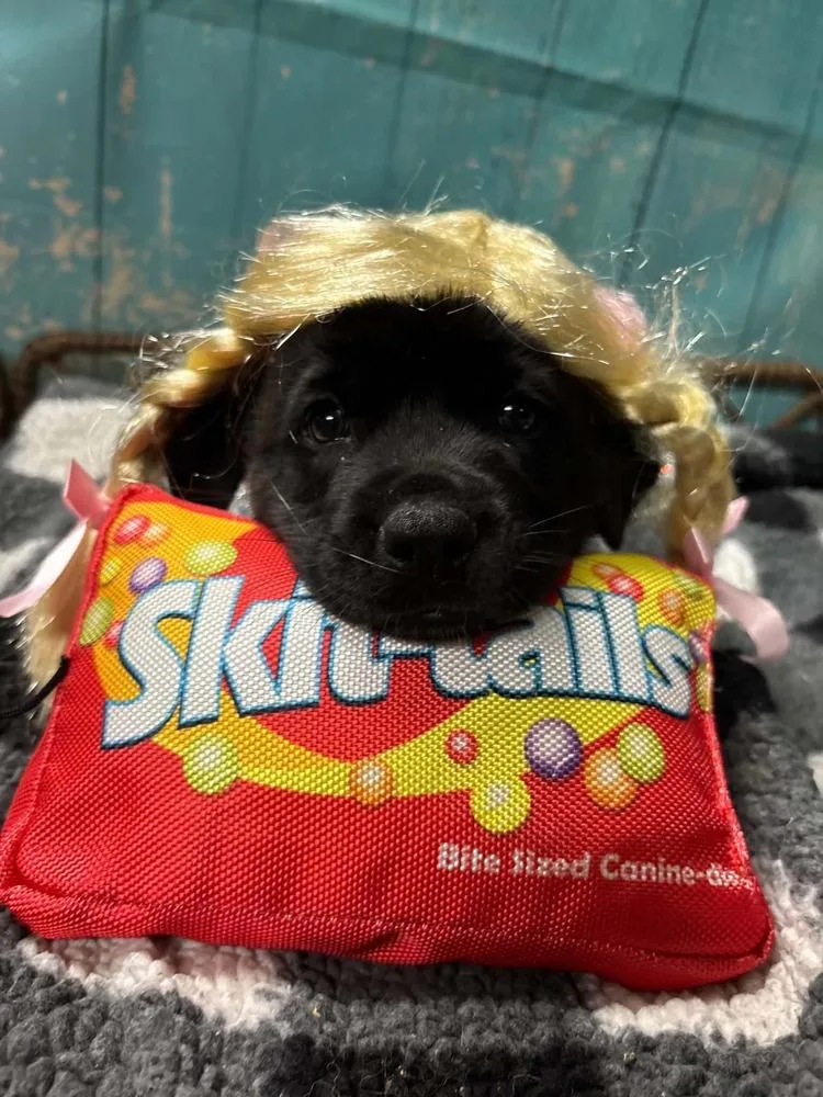 A baby large-sized female Mixed Breed dog named Skittles for adoption in Dorr, MI