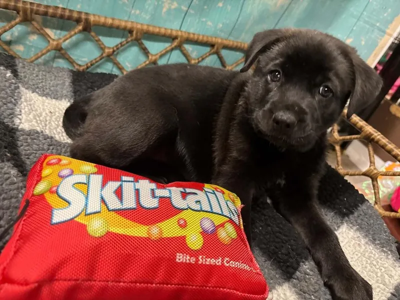 Skittles thumbnail 3