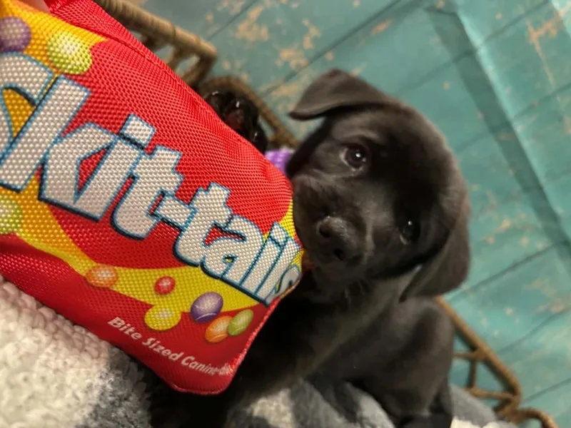 Skittles thumbnail 4