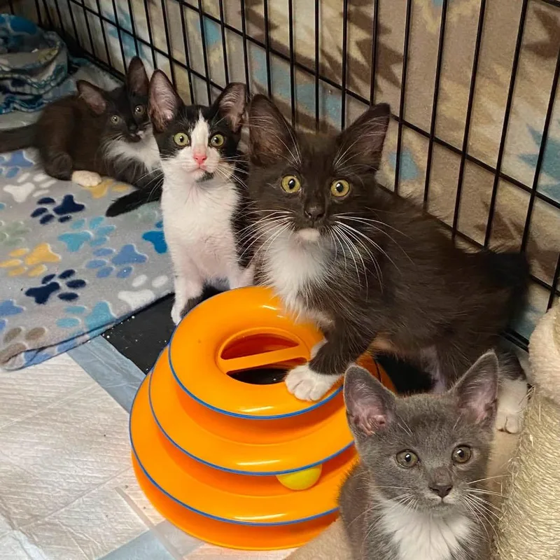 A baby small-sized male Black Domestic Short Hair cat named Ritz for adoption in Lutz, FL