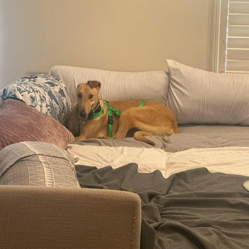 Dancin Landman thumbnail 3