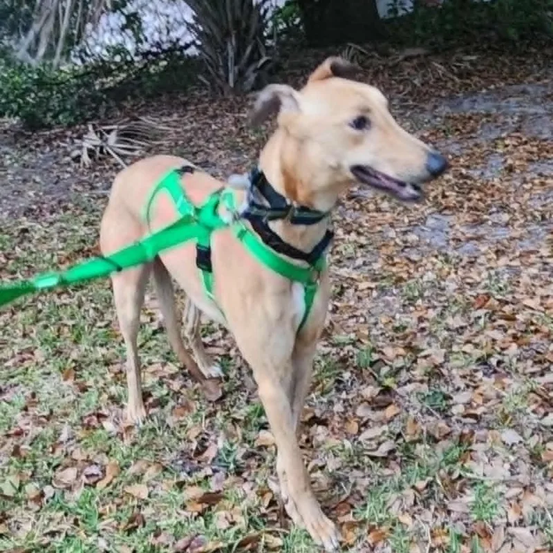 Dancin Landman thumbnail 4