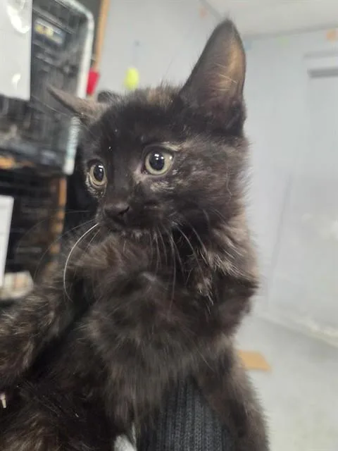 An adult small-sized female Domestic Short Hair cat named Bell for adoption in Casper, WY