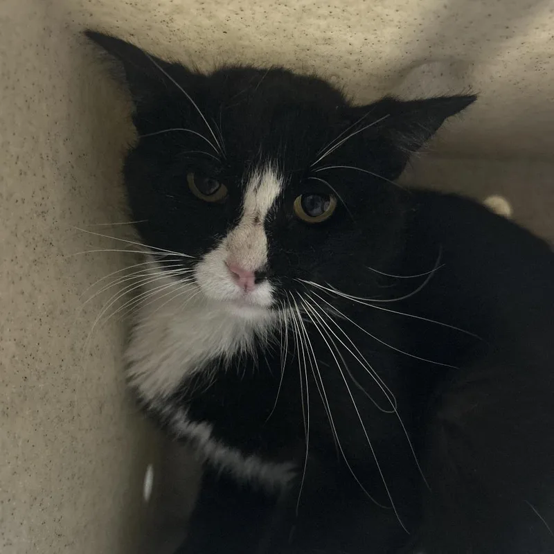 Fish Sticks thumbnail 2