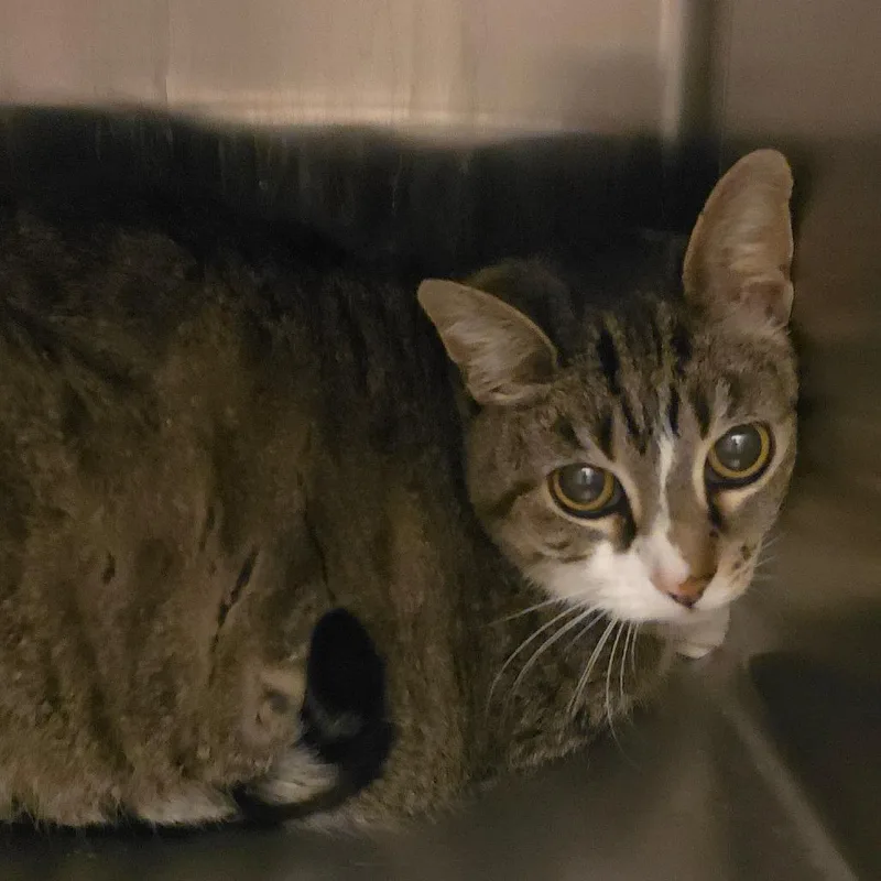 An adult medium-sized female Brown / Chocolate Domestic Short Hair cat named Della for adoption in Council Bluffs, IA