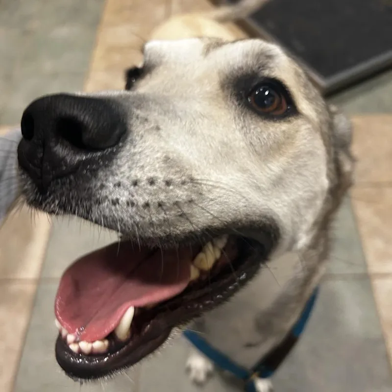 A senior large-sized female Yellow / Tan / Blond / Fawn Mixed Breed dog named Madelein for adoption in Chattanooga, TN