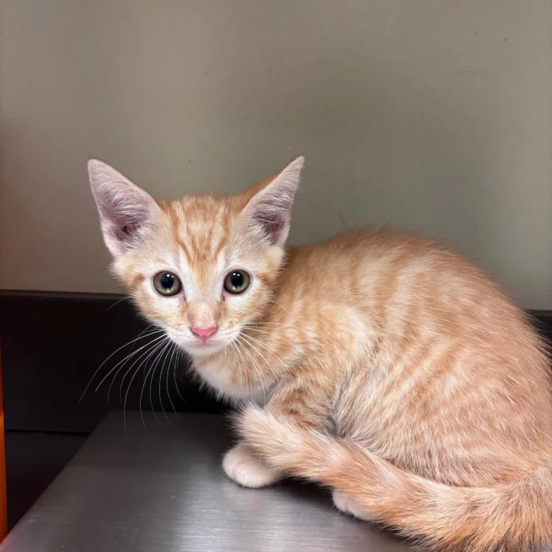 A baby small-sized male Orange / Red Domestic Short Hair cat named Jimmies for adoption in Columbus, GA