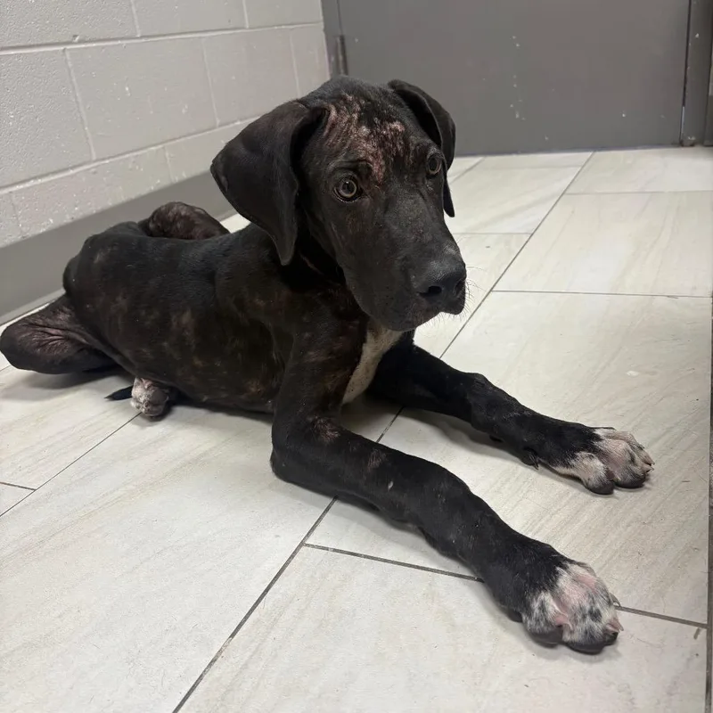 A baby medium-sized male Black Great Dane dog named Benton for adoption in Lufkin, TX