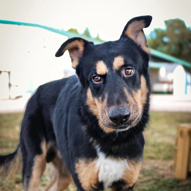 An adult large-sized male Black Mixed Breed dog named Atlas for adoption in Lake Jackson, TX