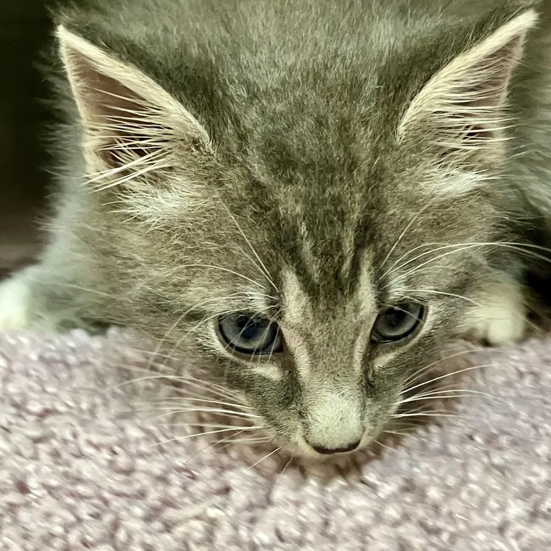 A baby small-sized male Gray / Blue / Silver Domestic Medium Hair cat named Leo for adoption in Port Charlotte, FL