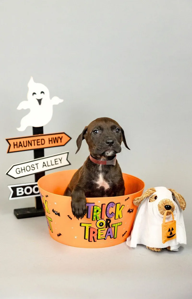 A baby medium-sized female Boxer dog named 872-26 for adoption in Brighton, CO