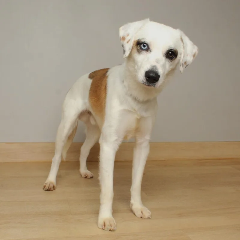 A young small-sized male White / Cream Australian Shepherd dog named Rocco D for adoption in Minnetonka, MN