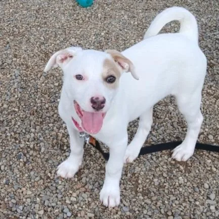 A baby small-sized female White / Cream Mixed Breed dog named Lana for adoption in Columbia Station, OH