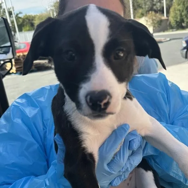 A baby medium-sized female American Staffordshire Terrier dog named Hot Chocolate for adoption in Walnut Creek, CA