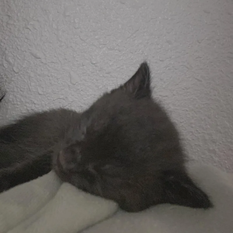 Simon