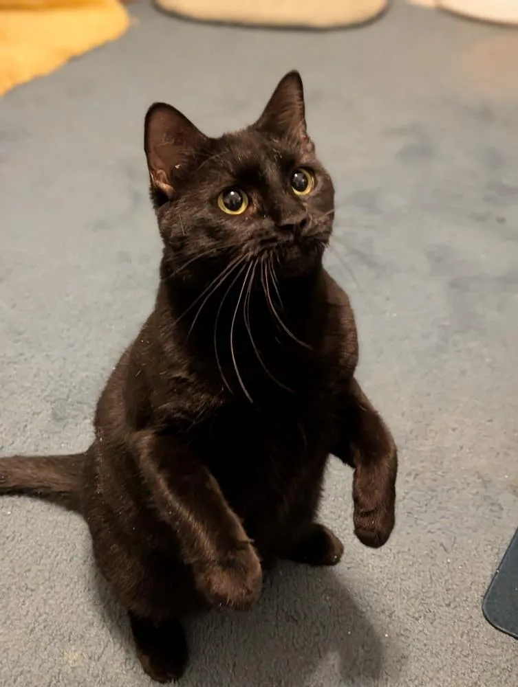 An adult medium-sized female Black Domestic Short Hair cat named Mom Jeans for adoption in Dallas, TX